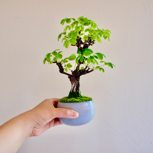 冬椿盆栽 （白） 根上り盆栽 冬椿盆栽 （白） 根上り盆栽 冬椿盆栽