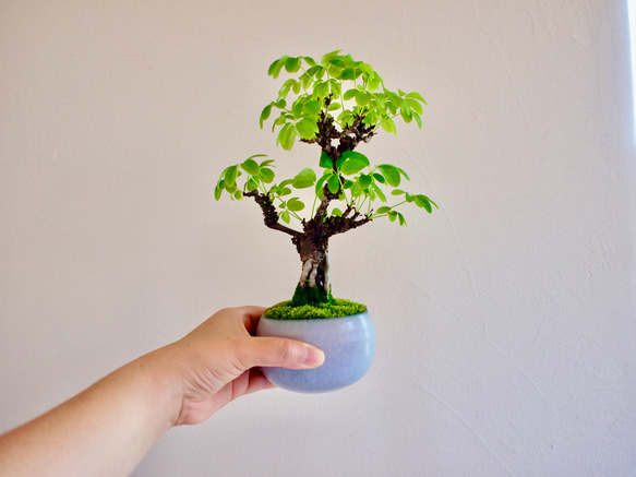 五葉アケビ ミニ盆栽 白花あけび 五葉アケビ ミニ盆栽 白花あけび - メルカリ