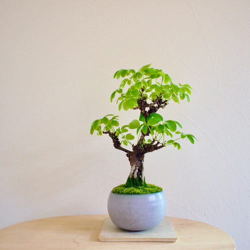 白花あけび｜根上がり｜盆栽｜白アケビ | 落葉樹｜ 盆栽