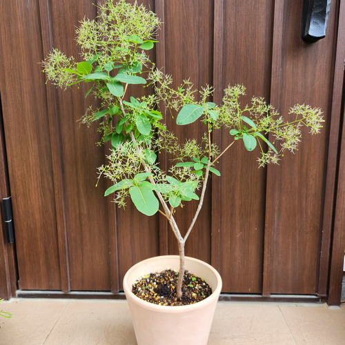 an様専用ページ スモークツリー ピンクパール テラコッタ鉢植え