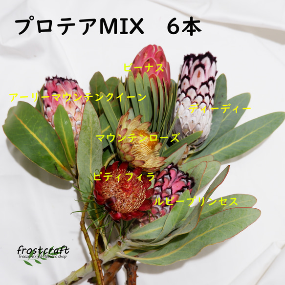 生花 プロテア6種セット ネイティブ スワッグ、ブーケなどに アート 