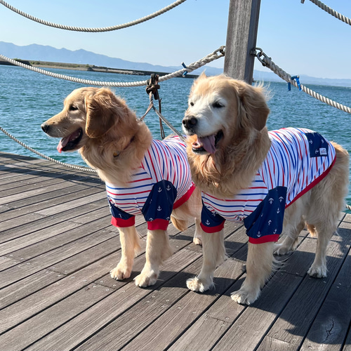 セミオーダーわんこ服❤️着てる方が涼しいTシャツ マルチボーダー