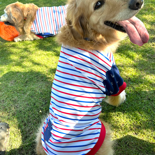 セミオーダーわんこ服❤️着てる方が涼しいTシャツ マルチボーダー