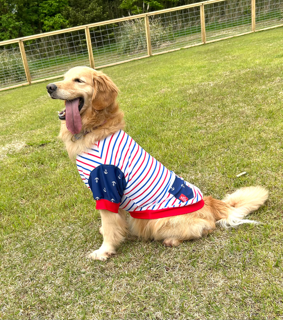 犬服 SS わんこの普段着フルーツカシェボーダー
