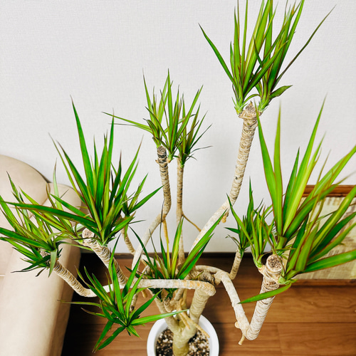 現品］7番 ドラセナ コンシンネ 曲がり 8号 観葉植物 大型 室内