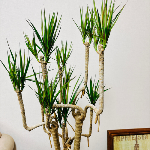 現品］A ドラセナ コンシンネ 曲がり 8号 観葉植物 大型 室内 プラ鉢