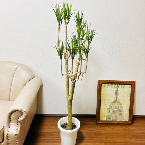 現品］7番 ドラセナ コンシンネ 曲がり 8号 観葉植物 大型 室内