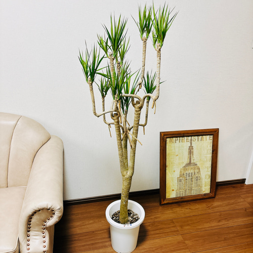 現品　ドラセナ　コンシンネ　トリカラー　観葉植物　インテリア　室内　大型 配達エリア限定] ドラセナ コンシンネ トリカラー GY - TRANSHIP