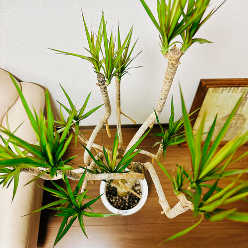現品］7番 ドラセナ コンシンネ 曲がり 8号 観葉植物 大型 室内