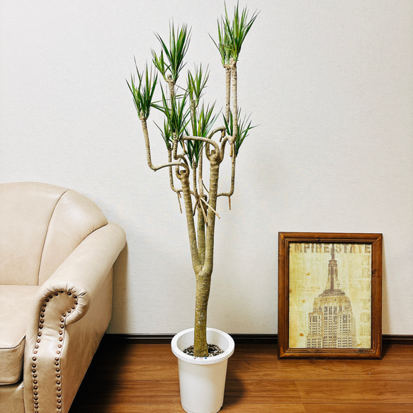 現品　ドラセナ　コンシンネ　トリカラー　28番　観葉植物　特大　インテリア　室内 現品 ドラセナ コンシンネ トリカラー 28番 観葉植物 特大 インテリア