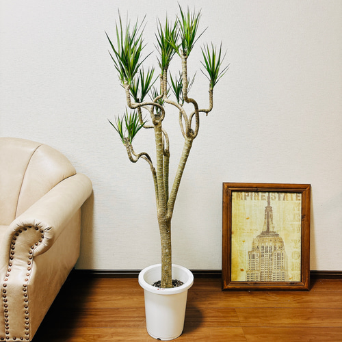現品］☆2点限り☆ 8番 ドラセナ コンシンネ 曲がり 8号 観葉植物 大型 