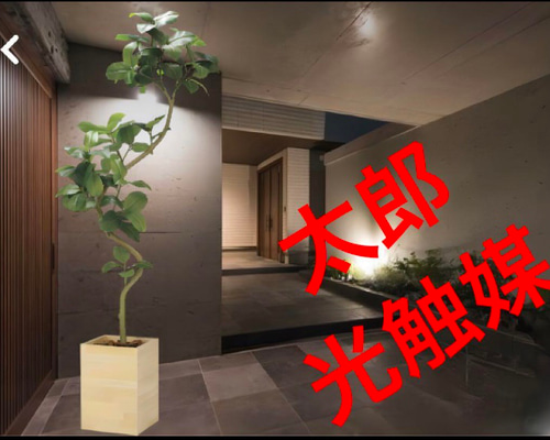 光触媒　人工観葉植物　フェイクグリーン　ウッドボックスアルテシマ2.1(組立式) 光触媒 人工観葉植物 フェイクグリーン ウッドボックスアルテ