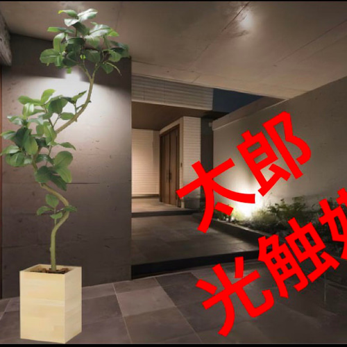 光触媒 人工観葉植物 フェイクグリーン ウッドボックスアルテ 光触媒 人工観葉植物 フェイクグリーン ウッドボックスアルテ