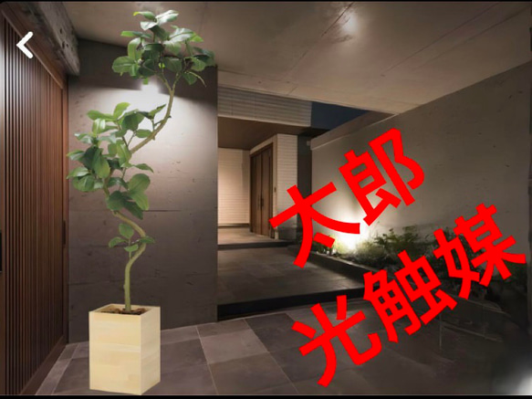 光触媒　人工観葉植物　フェイクグリーン　ウッドボックスアルテシマ2.1(組立式) 光触媒 人工観葉植物 フェイクグリーン ウッドボックスアルテシマ2.1