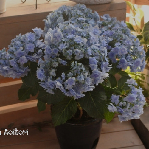 紫陽花 苗　絞り咲き　ラブリーデイ　特大　来年用 紫陽花 苗 絞り咲き ラブリーデイ 特大 来年用