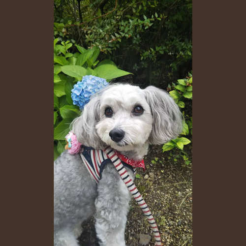 はがき/鉛筆細密画】ペットのリアルな似顔絵【どんな動物でも