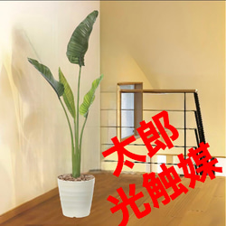 光触媒 人工観葉植物 ウォールグリーン フェイクグリーン フレッシュ
