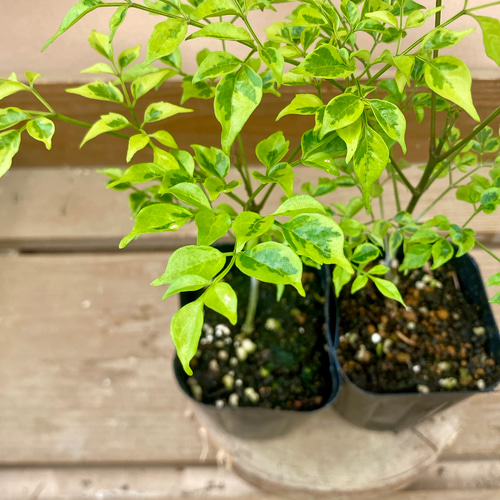 観葉植物 ステレオスペルマム カプリマ 2ポットset アートフラワー 