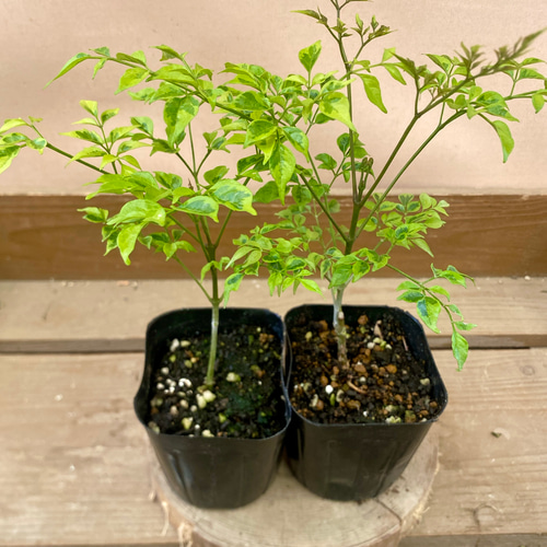 観葉植物 ステレオスペルマム カプリマ 2ポットset アートフラワー