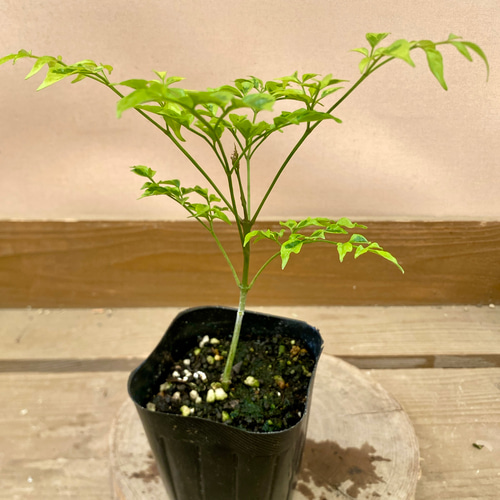 観葉植物 ステレオスペルマム カプリマ 2ポットset アートフラワー 