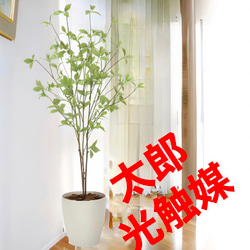 光触媒 人工観葉植物 ウォールグリーン フェイクグリーン ライト