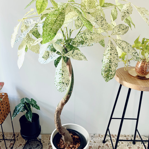 【特大サイズ♥白率高め】パキラ ミルキーウェイ 大型 曲がり 斑入り パキラミルキーウェイ 曲がり 観葉植物 大型 室内 calm cafe