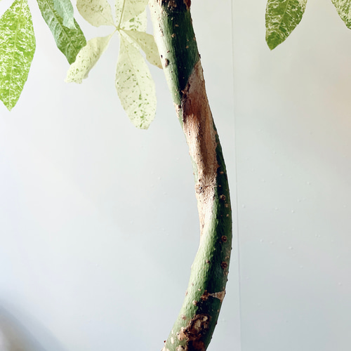 斑入り パキラミルキーウェイ 曲がり 観葉植物 大型 室内 calm
