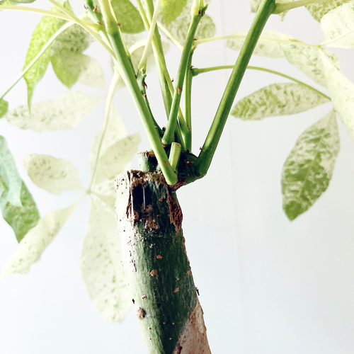 斑入り パキラミルキーウェイ 曲がり 観葉植物 大型 室内 calm