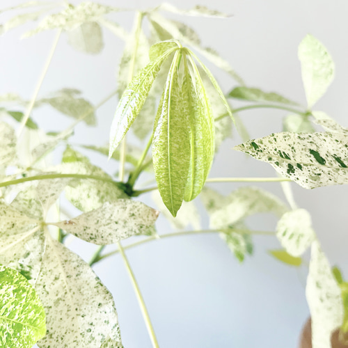 【特価】斑入り パキラミルキーウェイ 曲がり 観葉植物 室内 calm cafe 斑入り パキラミルキーウェイ 曲がり 観葉植物 大型 室内 calm