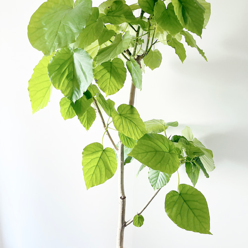 大切なウンベラータ Lサイズ 観葉植物 calm cafe 大切なウンベラータ Lサイズ 観葉植物 calm cafe 大切な