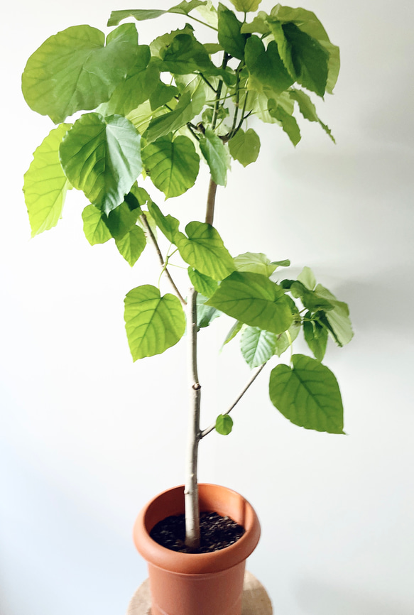 鹿児島産】14. フィカス ウンベラータ 8号鉢 115cm 多肉植物