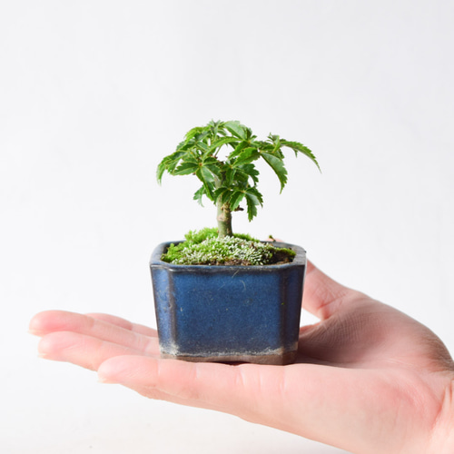 獅子丸　盆栽鉢 Yahoo!オークション -「獅子丸」(松) (盆栽)の落札相場・落札価格