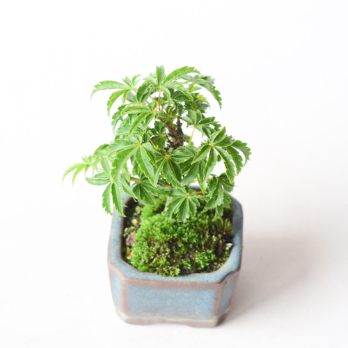 もみじ　盆栽 獅子頭モミジ no.140 盆栽 盆栽やす 通販 17763624｜Creema(クリーマ)