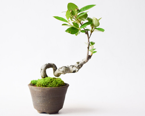 西洋カマツカ no.141 盆栽 盆栽やす 通販 17763626｜Creema(クリーマ)