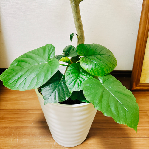 現品］4番 フィカス ウンベラータ 8号 観葉植物 室内 ゴムの木