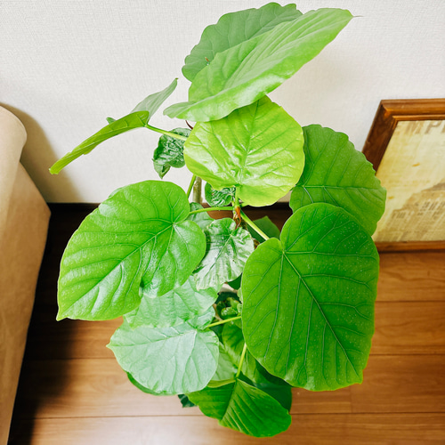 現品］4番 フィカス ウンベラータ 8号 観葉植物 室内 ゴムの木