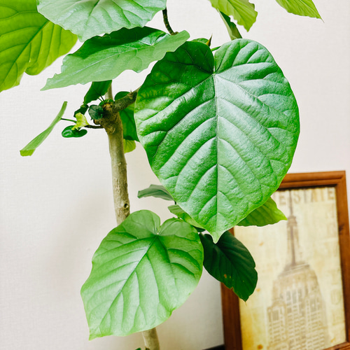 現品］4番 フィカス ウンベラータ 8号 観葉植物 室内 ゴムの木