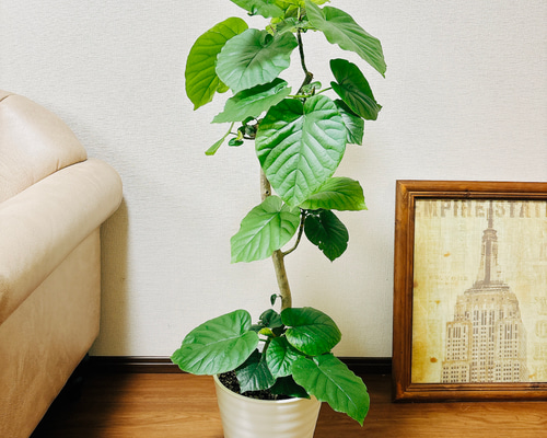 ［現品］22番　フィカス　ウンベラータ　8号　観葉植物　室内　大型　ゴムの木 観葉植物 本物 フィカス ウンベラータ 直幹樹形 8号鉢 大型 室内用