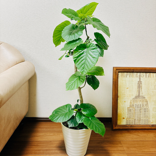 現品］4番 フィカス ウンベラータ 8号 観葉植物 室内 ゴムの木