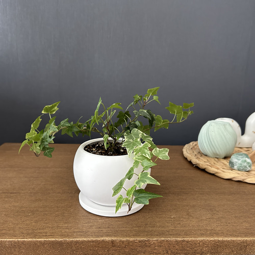 1点限定販売☆観葉植物 アイビー インテリアグリーン ホワイト丸型鉢 4