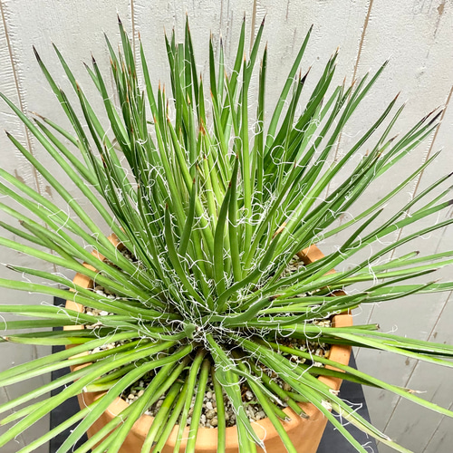 Agave geminiflora アガベ ジェミニフローラ テラコッタ その他