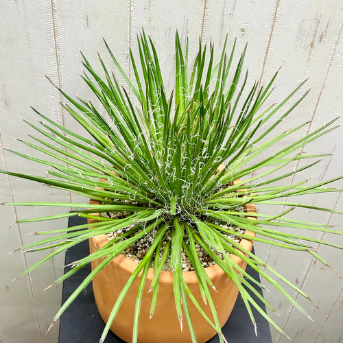 Agave geminiflora アガベ ジェミニフローラ テラコッタ その他