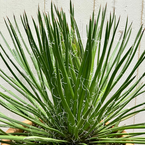 Agave geminiflora アガベ ジェミニフローラ テラコッタ その他