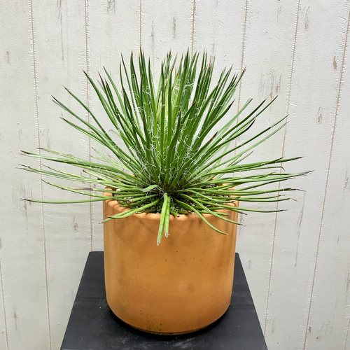 Agave geminiflora アガベ ジェミニフローラ テラコッタ その他