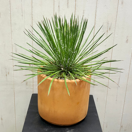 Agave geminiflora アガベ ジェミニフローラ テラコッタ その他