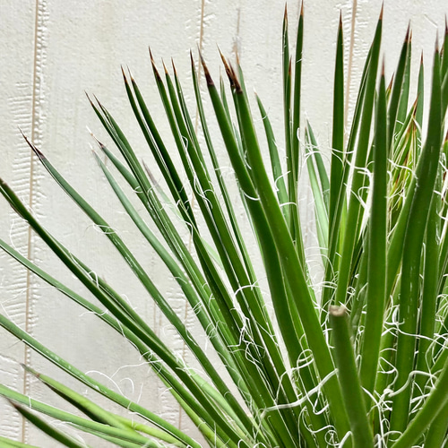 Agave geminiflora アガベ ジェミニフローラ テラコッタ その他