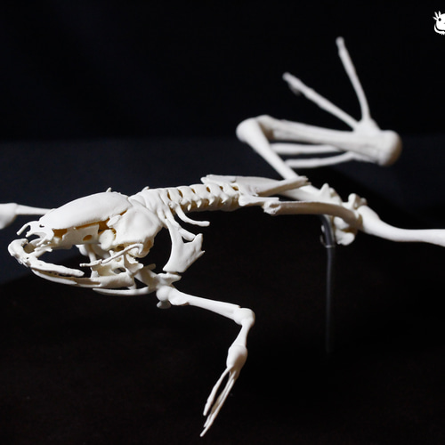 アフリカツメガエル 全身骨格レプリカ African clawed frog, whole