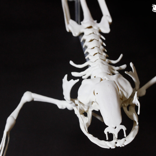 アフリカツメガエル 全身骨格レプリカ African clawed frog, whole