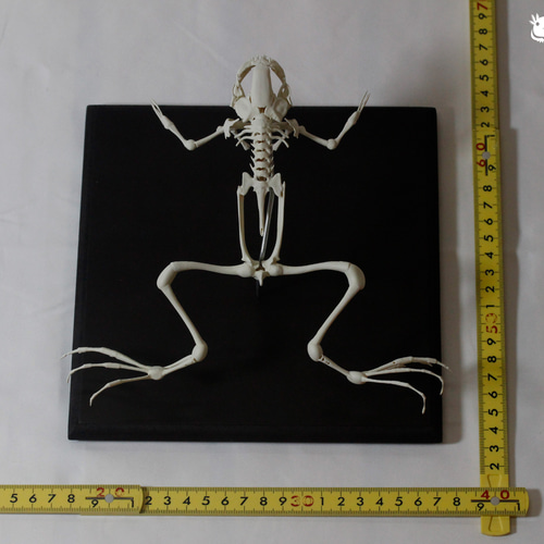 美品【透明骨格標本】アフリカツメガエル① +バタフライプレコ