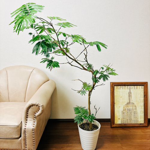エバーフレッシュ 曲がり6号 鉢カバー付 おしゃれ 観葉植物　そのまま飾れる 観葉植物エバーフレッシュ」の人気商品一覧 | 安い商品を通販